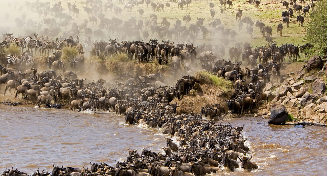 wildebeest - migration1 wildebeest - migration1